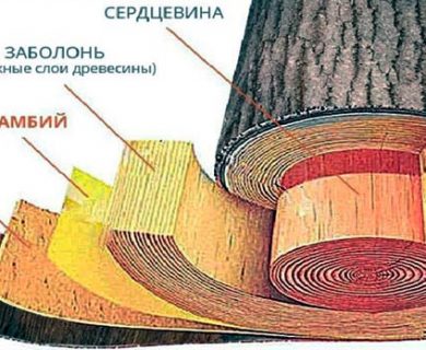 структура древесины